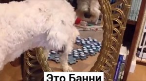 Собаку научили говорить с помощью кнопок, а она задала вопрос, который удивил всех!