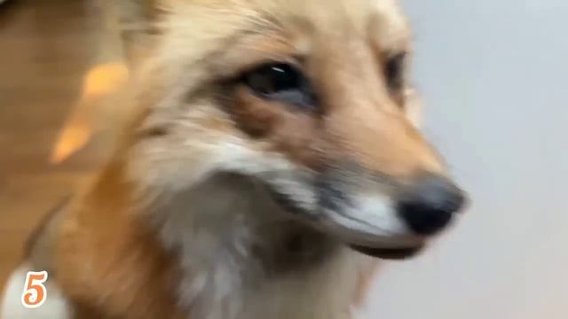 ЛИСЯО. Алиса - Лиса. Послушно ждёт сыр