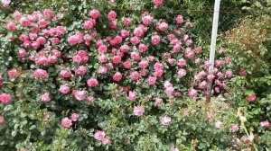 Обзор плетистых роз г.Питомник роз Полины Козловой rozarium.biz