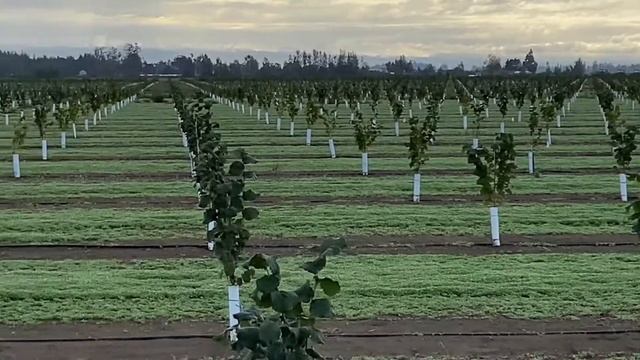 Фундукові Сади Штату Орегон смотреть онлайн