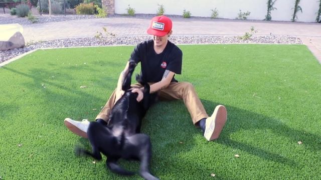 PRANKING MY LABRADORS BY PLAYING DEAD! смотреть онлайн