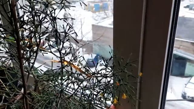 Хатиора. Как заставить цвести.