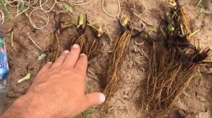 Как правильно сажать рассаду клубники фриго?