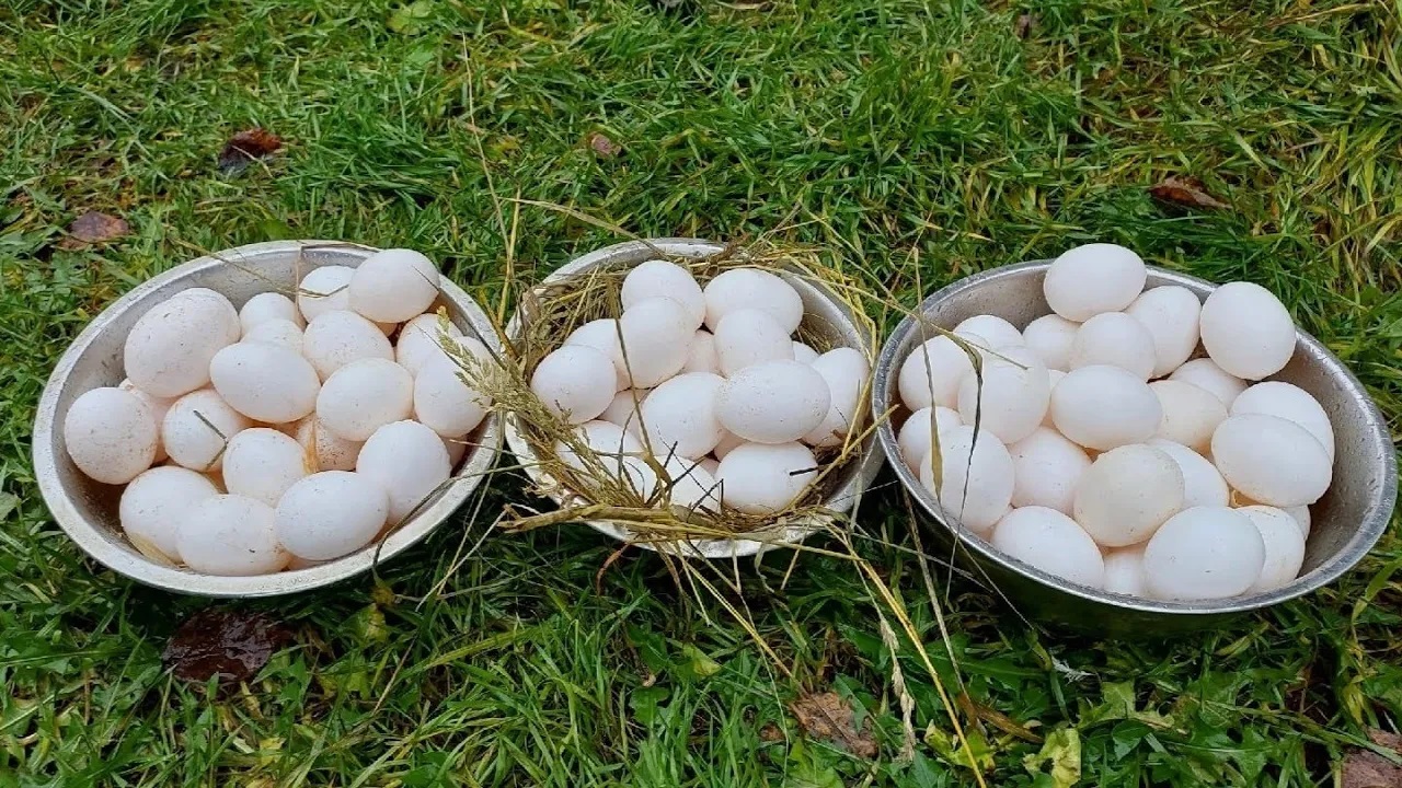 ВСЮ ЗИМУ С ЯЙЦОМ. смотреть онлайн