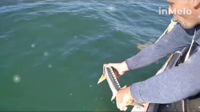 Осётр на воле.