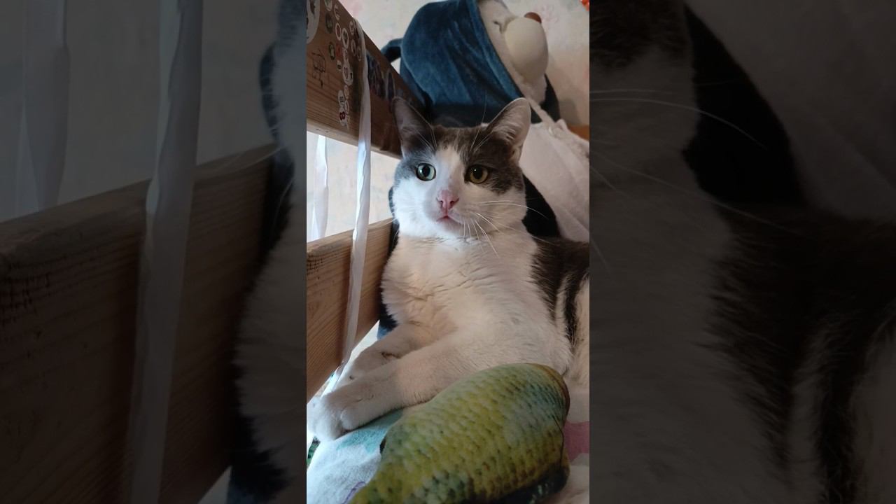 Очень милый игрун. Кот Мурзик. #кот #мурзик #питомец #игры #котики смотреть онлайн