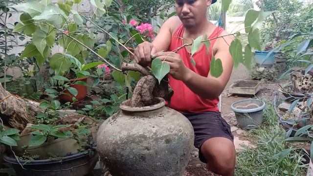 Hibiscus dagat transplant into the old jar/ hibiscus bonsai /bonsai Philippines смотреть онлайн