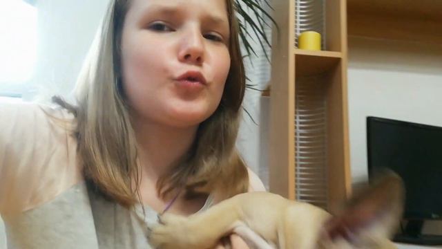 6 фактов о французских бульдогах 🌼❤️ смотреть онлайн