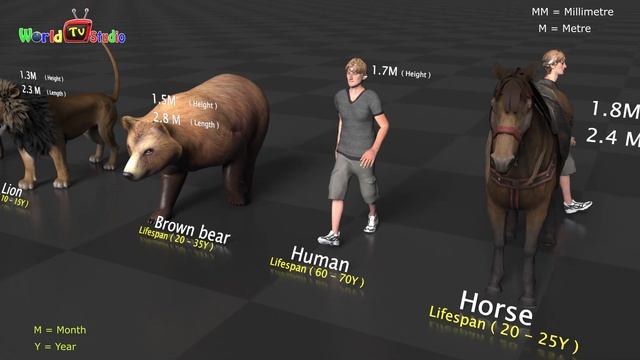 Animal Size and Lifespan Comparison in 3D Video смотреть онлайн