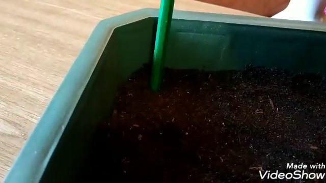 Примула#?Результаты посева примулы?Как распикировала примулу ушковую? смотреть онлайн