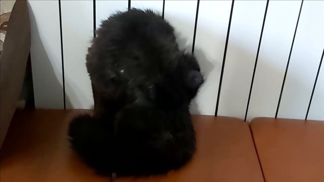 Альбиночка Печёт ...Мама Вяжет ... #СИДИМДОМА смотреть онлайн