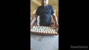Инкубация гусиных яиц в "матрица вегас"