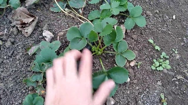 Посадка клубники "Клери" 10 ноября 2018 года в теплицу смотреть онлайн