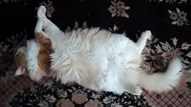 Диплом спит (Лежу на спине, смотрю в потолок...) смотреть онлайн