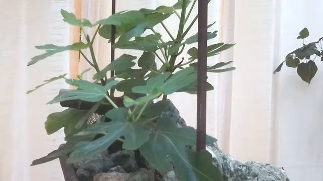 Brown Turkey Fig Bonsai