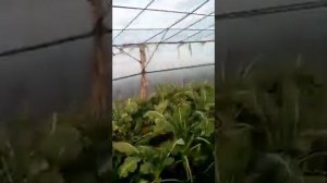 Выращивание капусты брокколи зимой в теплице . Не то что хотел