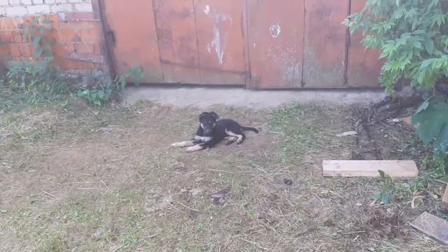 Саг чанг смотреть онлайн