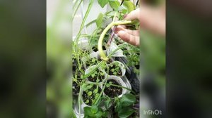 Георгины, прищипка и черенкование.