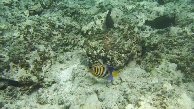 Королевский ангел. Pygoplites diacanthus ..DSCF6617 смотреть онлайн