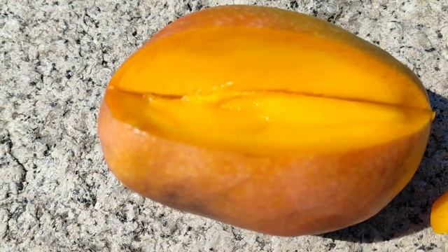 Eating Kent Mango grown in Italy (Mangifera indica) смотреть онлайн