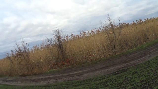 Краснодарский край охота на шакала.смотреть было круто. смотреть онлайн