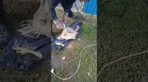 Как ощипать легко курицу!!!