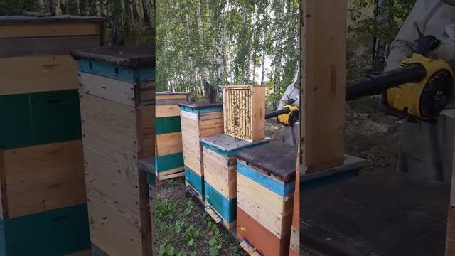 Как быстро удалить пчёл из корпуса смотреть онлайн