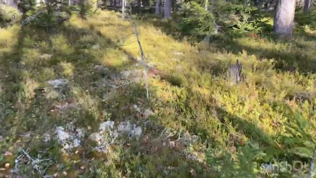 Поездка за грибами в лес,Сортавала. смотреть онлайн