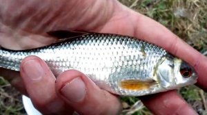 речка зюзелка челябинск