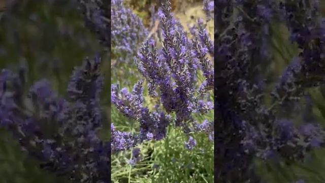 Красивые цветы