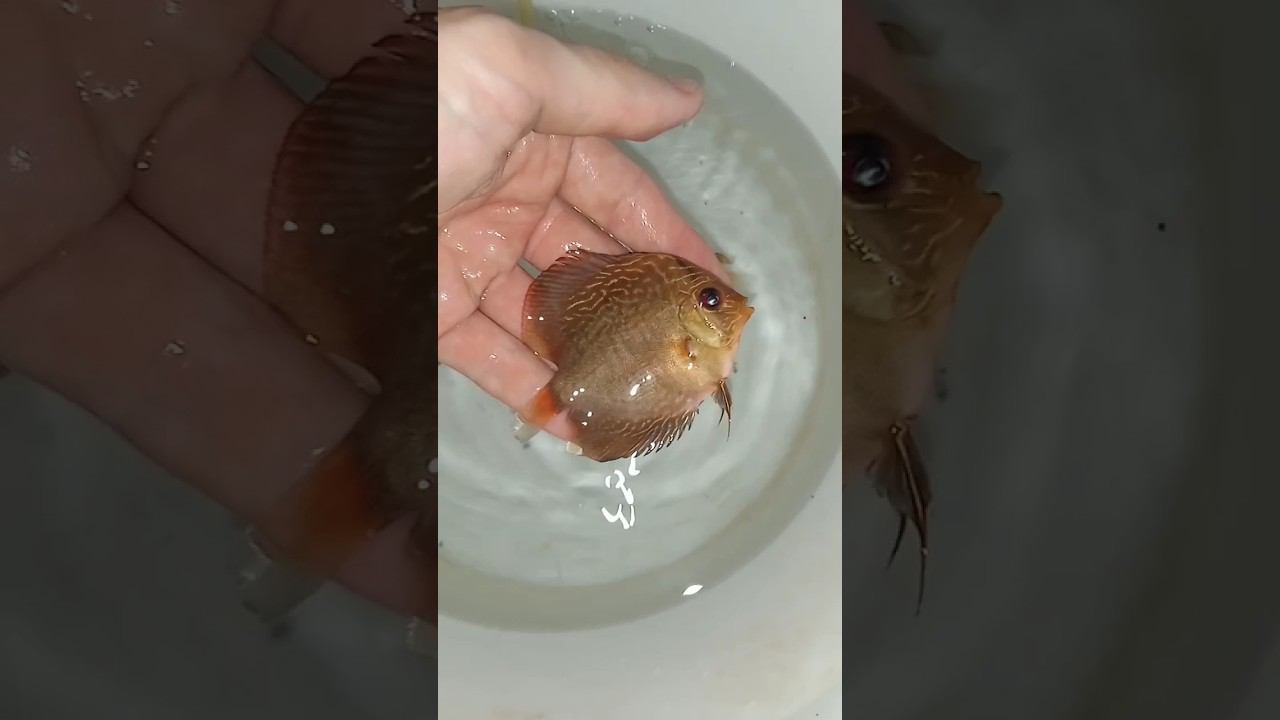 Дискусы в Челябинск. Пятерочки Туркис Леопард и Змеиная кожа. #discus #аквариумныерыбки #fish #short смотреть онлайн