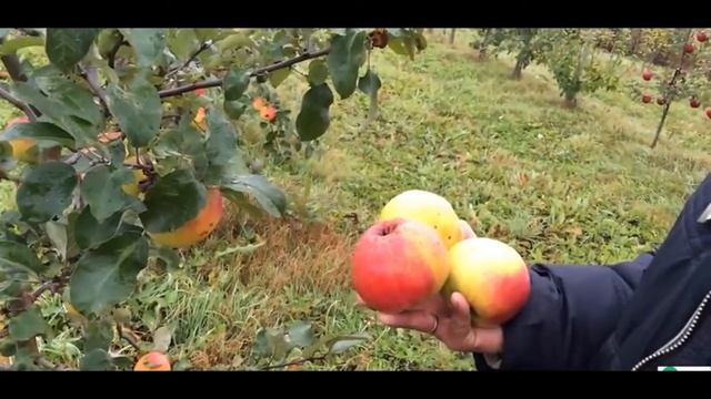 Яблоня сорт Пепинка золотистая смотреть онлайн