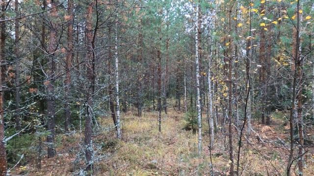 Открытие Сезона на Зайца Беляка ! смотреть онлайн