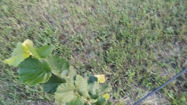 Молодой сад фундука - первый год смотреть онлайн