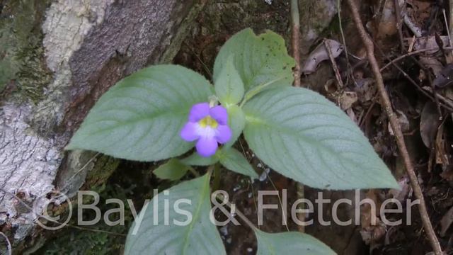 Microchirita sp., Perak, Malaysia. 20131128_141254.m2ts смотреть онлайн