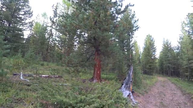 Сбор голубики и брусники в тайге. Курайская степь. смотреть онлайн