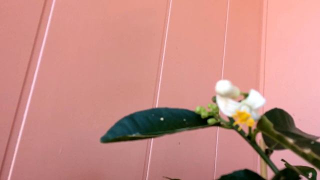 Цветение лимона. Опыление цветочками смотреть онлайн