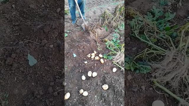 Стоит ли картофель сажать рано смотреть онлайн