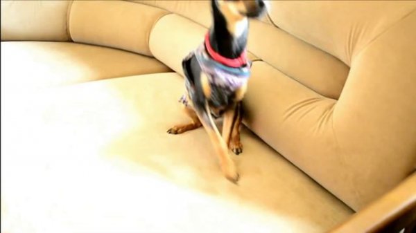 Обучение русского тоя команде "Зайка"