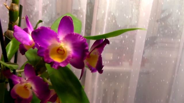 Dendrobium Comet King Akatsuki смотреть онлайн