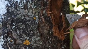 Спасаем яблоню от короеда.