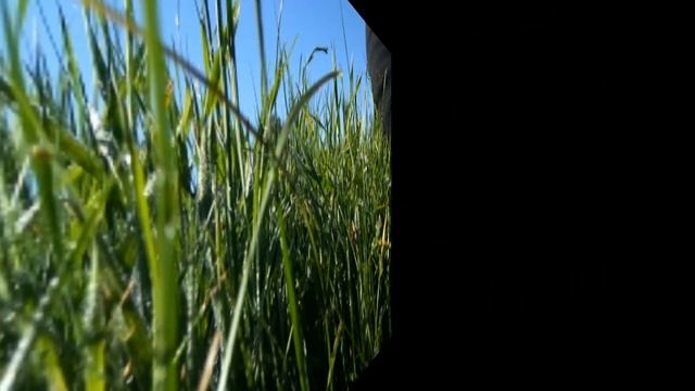 PERRETXIKOS SENDERUELAS ABRIL 2017 CALOCYBE GAMBOSA MARASMIUS OREADES смотреть онлайн