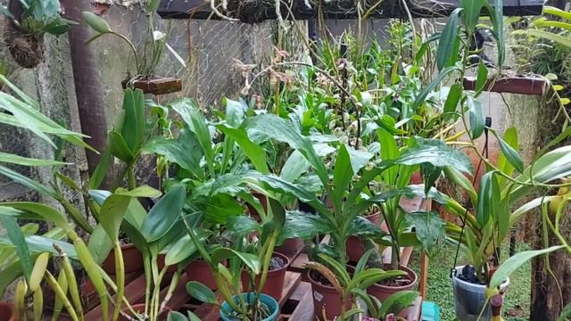PHALAENOPSIS PODE FICAR NA CHUVA??? DESCUBRA AGORA... смотреть онлайн