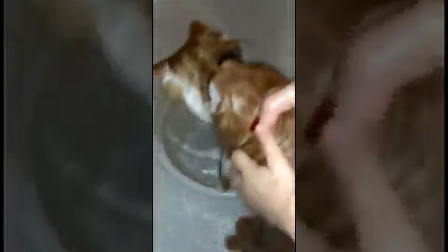 Я купаю свою Рыжулю смотреть онлайн