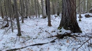 Промысловая охота. Охота на соболя в сибири. Охота с собакой, по следам лосей.