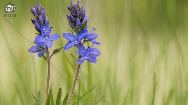 Многолетники Которые Цветут До Зимы ? Лучшие Многолетники Осенью смотреть онлайн