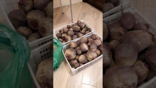 Как мы храним свёклу до весны смотреть онлайн