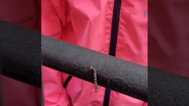 Страшная гусеница? #природа #гусеницы смотреть онлайн