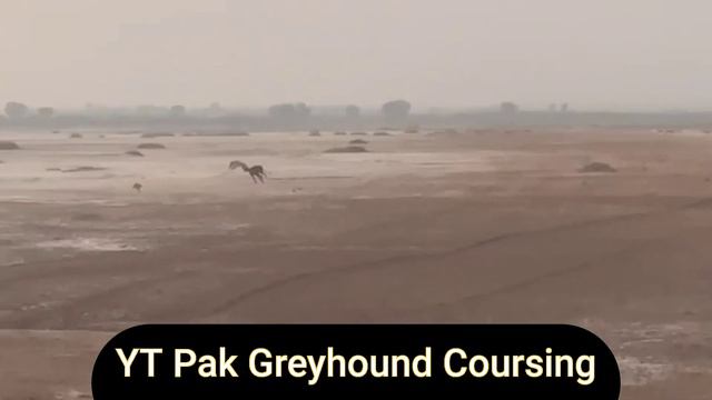 galgos y liebres | dog race | greyhound vs rabbit 2021 | shikari kutta | khargosh ka shikar 2021 смотреть онлайн