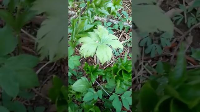 Рядом две травы - съедобный бодяк и ядовитый аконит. смотреть онлайн